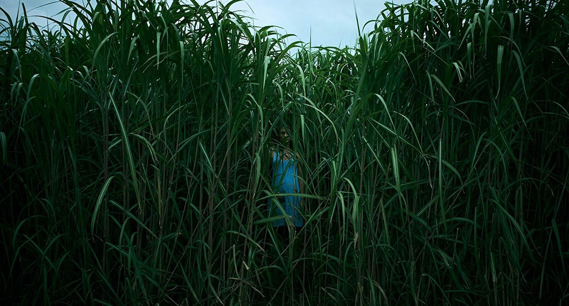  Watch The First Trailer for Netflix’s In the Tall Grass